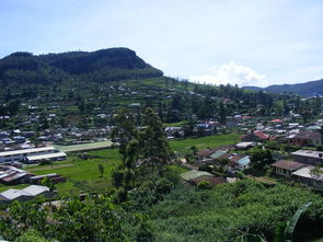 忠縣地區(qū)柑橘種植技術（忠縣柑橘基地）