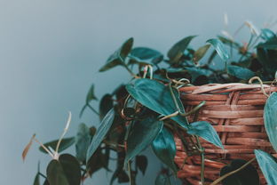 蜜桔種植技術(shù)注意事項(xiàng)（蜜桔種植技術(shù)注意事項(xiàng)和要求）