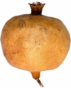 柑橘樹(shù)不能用農(nóng)藥（柑橘樹(shù)用什么農(nóng)藥）