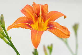 柑橘開(kāi)花打藥（柑橘開(kāi)花打什么藥）
