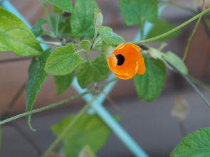 柑橘開(kāi)花打藥（柑橘開(kāi)花打什么藥）