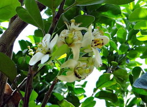 四川柑橘分布特征與區(qū)域種植影響因素分析