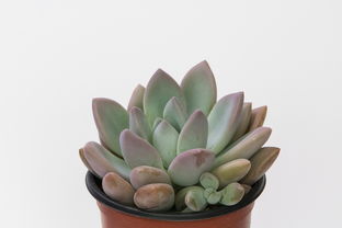柑橘種植盆栽技術(shù)管理（柑橘 盆栽）
