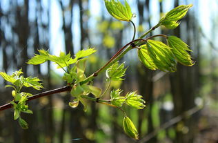 柑橘萌芽期能打硫磺嗎視頻（柑橘發(fā)芽期打什么農(nóng)藥）