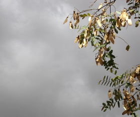 四川眉山正宗耙耙柑苗：高產(chǎn)優(yōu)質(zhì)品種推薦與種植技術解析