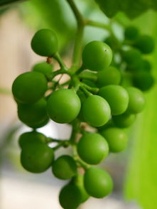 探秘金堂縣柑橘種植基地：沱江畔千畝示范園繪就生態(tài)農業(yè)豐收圖景