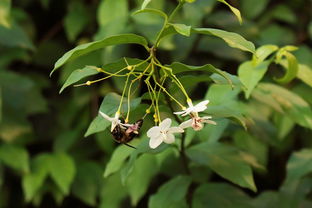 脆蜜金柑樹(shù)苗直播間火熱開(kāi)播！限時(shí)福利+種植技巧全解析，新手必看
