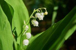 柑橘嫁接后多長時間才發(fā)芽？影響因素及管理技巧解析