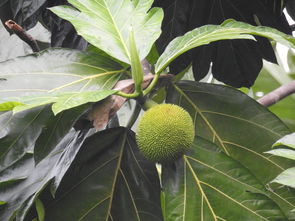 柑橘形態(tài)特征解析：果實、葉片與植株的生物學(xué)辨識要點