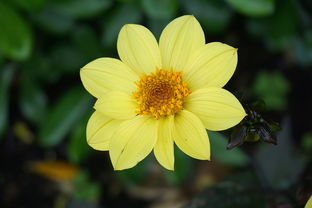 早甜甜川津5號(hào)區(qū)別深度解析：品種特性與種植優(yōu)勢(shì)全面對(duì)比