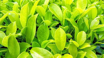大雅柑橘樹(shù)抗寒多少度？耐寒溫度范圍與冬季防護(hù)技術(shù)詳解