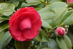 優(yōu)質(zhì)柑橘品種日本春見1號：高產(chǎn)栽培技術(shù)與市場前景解析