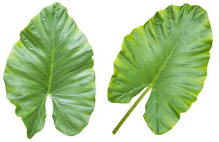 剛定植柑橘樹怎樣施農(nóng)家肥？科學(xué)步驟與注意事項(xiàng)助你高效施肥