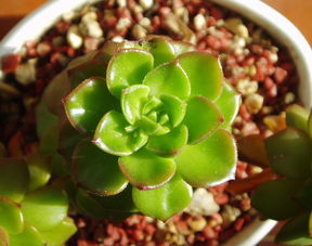 高效掌握柑橘種植管理技術(shù)：從土壤改良到病蟲害防治全攻略