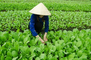 早熟柑橘品種樹高效栽培技術(shù)與優(yōu)質(zhì)豐產(chǎn)管理要點(diǎn)解析