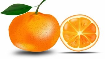 解析：柑橘食用部位果實哪一部分？科學(xué)探究與常見誤區(qū)