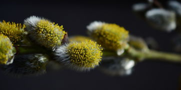 柑橘發(fā)芽時間關(guān)鍵影響因素解析及春季栽培管理要點