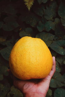 早熟柑橘品種陽(yáng)光一號(hào)：優(yōu)質(zhì)特性與高效栽培技術(shù)解析