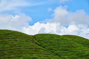 探秘生態(tài)柑子種植基地：綠色豐收與產(chǎn)業(yè)振興的甜蜜之路
