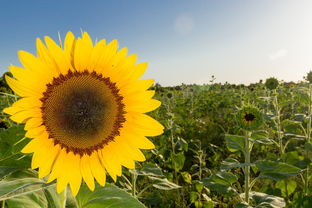 柑橘夏梢萌發(fā)時(shí)間的關(guān)鍵影響因素及科學(xué)調(diào)控技術(shù)解析
