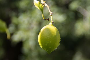 正宗四川柑桔樹(shù)苗：優(yōu)質(zhì)高產(chǎn)良種，產(chǎn)地直供，成活率高保障