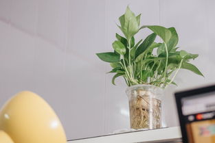 柑橘上高速綠通嗎？農(nóng)產(chǎn)品綠色通道政策全解析