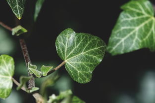 柑橘根系發(fā)達奧秘解析：科學栽培技術助力果樹茁壯成長