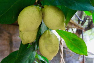 春季柑橘樹修剪技術(shù)視頻教學(xué)（春季柑橘樹修剪技術(shù)視頻教學(xué)全集）