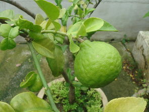 春季柑橘樹修剪技術(shù)視頻教學(xué)（春季柑橘樹修剪技術(shù)視頻教學(xué)全集）