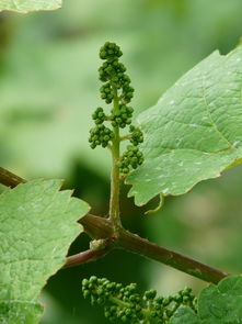 黃柑種植技術(shù)方法圖解（黃果柑種植技術(shù)）