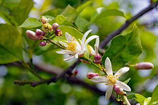 橘子樹修剪技術(shù)視頻全集（橘子樹修剪技術(shù)視頻全集下載）