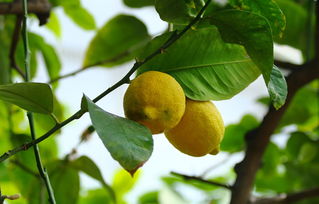 柑桔樹種植方法技術(shù)（柑橘栽培過程種關(guān)鍵技術(shù) 有哪些?）