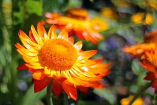 柑橘套袋幾天發(fā)芽(柑橘套袋幾天發(fā)芽?。? /></p><p>2、紅美人坐果率較高,在管理上除修剪調(diào)節(jié)結(jié)果量外,還須及時進行疏花疏果,從而提高品質(zhì),并保持健壯樹勢,達到豐產(chǎn)穩(wěn)產(chǎn)的目的。疏花:在現(xiàn)蕾至開花期進行,主要是疏除細弱枝上的無葉花序疏除細弱枝上的無葉花序。</p><p>3、選地翻耕由于紅美人柑橘種類抗寒性比較差,因此盡可能挑選在較為溫暖的地域種植,冬天氣溫也不會有很大差別。種植產(chǎn)業(yè)園區(qū)里的光照時長要較為充裕,有方便快捷的供水設施,土壤層要濃厚一些,有機物含量豐富多彩才可以達到種植紅美人種植標準。</p><p>4、要避免樹體上強下弱,當出現(xiàn)上強下弱的現(xiàn)象時,要抑強扶弱,可適當疏除中心干上部過密枝或上層小主枝上的較強分枝,小主枝上要裝備和培育中小型成果枝組。</p><p>5、春季開花前噴硼源庫和鋅源庫,開花后噴海靈葉型1-2次。鈣源庫和鎂源庫可在果實期噴施,防止曬傷,減少果實開裂等。在變色期噴施葉面肥,促進變色,增加甜度。與其他柑橘品種相比,紅美人對品質(zhì)要求較高,因此有機肥和其他肥料必須充足,才能保證紅美人柑橘的品質(zhì)。大家還有什么看法,評論留言。</p><p style=