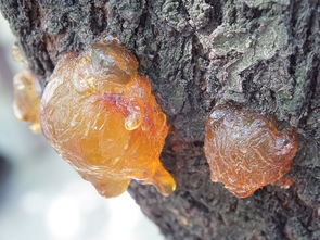 沃柑皮有點發(fā)青沃柑還能吃嗎（沃柑有青皮的嗎）
