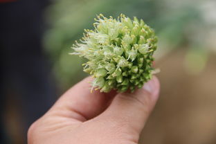 柑橘有蟲打什么藥才好（柑橘里長(zhǎng)蟲怎么防治）