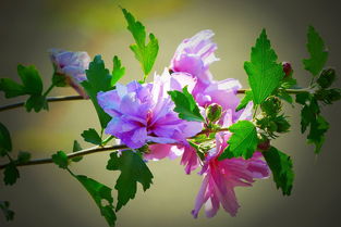 柑子怎樣剪枝開(kāi)花多（柑子樹(shù)的修剪要領(lǐng)）