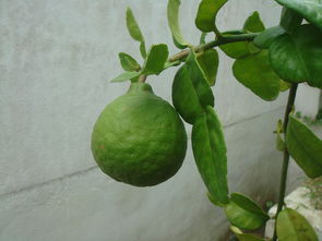 100畝柑桔種植技術(shù)視頻教程（柑橘種植技術(shù)視頻）