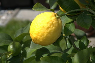 100畝柑桔種植技術(shù)視頻教程（柑橘種植技術(shù)視頻）