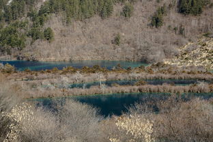 四川柑橘園適合套種什么中草藥（柑橘園里種什么草最好）