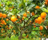 春見(jiàn)還是春現(xiàn)（春見(jiàn)是牌子還是品種）