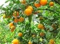 中國(guó)柑橘十大農(nóng)藥有哪些（中國(guó)柑橘品牌排行）